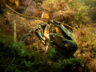 A close-up picture of a crab among seaweed. Picture from The Sound, between Sweden and Denmark