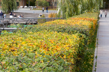Obraz premium Square-trimmed bushes of decorative hawthorn. Autumn view.