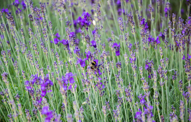 Fiori di Lavanda