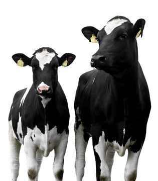 Cows on a white background