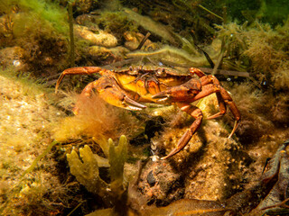 A close-up picture of a crab among seaweed. Picture from The Sound, between Sweden and Denmark