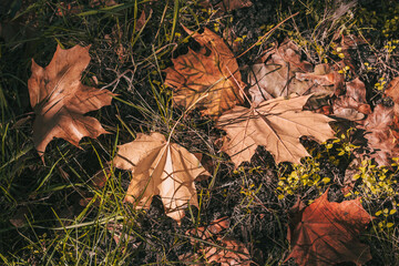 Autumn leaves on the ground in the rays of sunlight