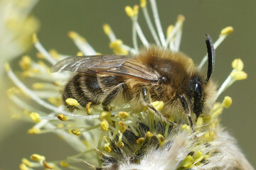 Closeup on a hairy brown female Early cellophane bee, Colletes cunicularius eating pollen from Willow