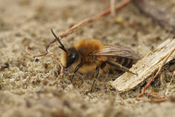 Closeup on a male Early cellophane bee, Colletes cuniculariussitting on the ground