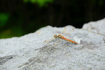 spider on the ground