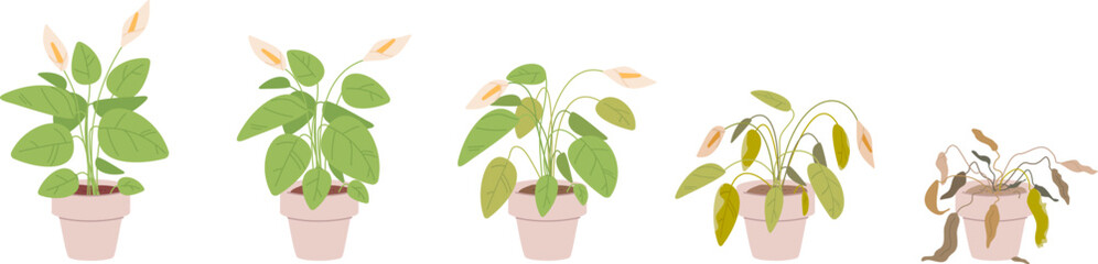 Fading houseplant. Flower house plant withering phases or growing stage die without water, floral dying sick fading houseplants in flowerpots, process evolution vector illustration - obrazy, fototapety, plakaty