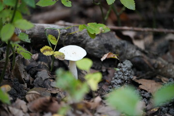 Mushrooms growing in the Forest