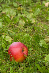 Red apples in the autumn garden. Apples hang on a branch.