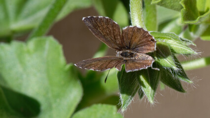 brun des pélargoniums - argus des pélargoniums - cacyreus marshalli - papillon