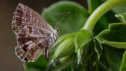 brun des pélargoniums - argus des pélargoniums - cacyreus marshalli - papillon ©  - Erick M - 