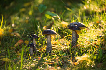 Brown birch bolete in the grass. Edible mushroom.