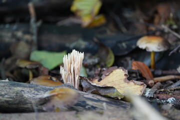 Mushrooms growing in the Forest