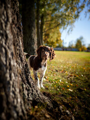 Puppy dog playing outside in the autumn. A hunting dog  race Kleiner Münsterländer or small Münsterländer. German dog that will hunt birds, deer or wild bore some day.