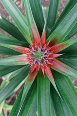 close up of pineapple