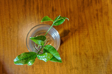 Tea leaves in a glass