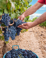 Cannonau grape harvest. Manual harvesting of grapes. Agriculture.
