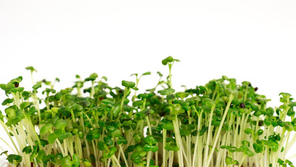 Naklejka premium Fresh micro greens closeup. Microgreen mustard sprouts. Microgreens growing. Healthy eating concept. Mustard microgreens.