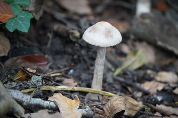 Mushrooms Growing in the Forest