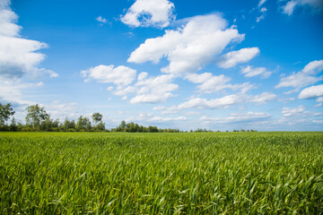 Winter wheat seedlings