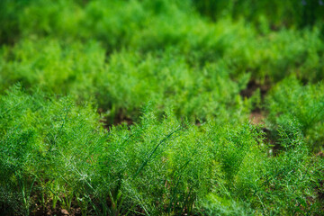 Medicinal plant Fennel (Foeniculum Vulgare Mill.) grows in an agricultural field