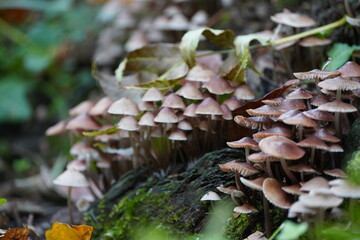 Mushrooms Growing in the Forest