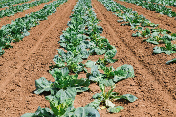 Cabbage is grown in field