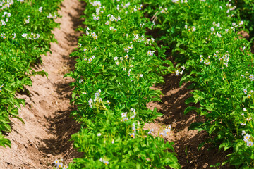 Potato plants field