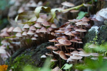 Mushrooms Growing in the Forest