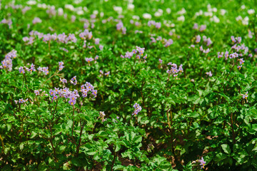 Potato plants field