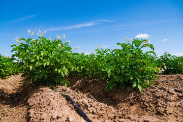 Fototapeta na wymiar Potato plants field