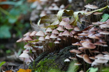 Mushrooms Growing in the Forest