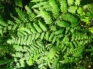 Small fern tree in the forest