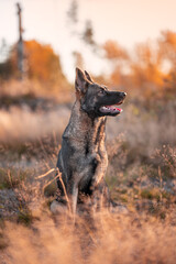 Fototapeta premium Big brown and black hound sitting outside in fall