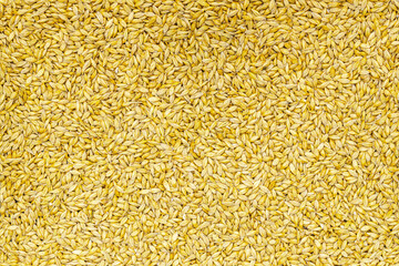 Barley grains background pattern texture. Raw material for the brewery, whisky, etc.