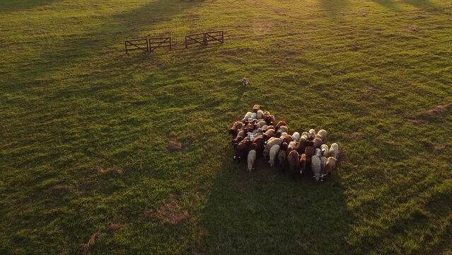 Border Collie herds sheep in the mountains. A green field in the Alps. Shooting from a drone