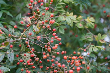 Obraz premium Autumn in Switzerland in the Forest