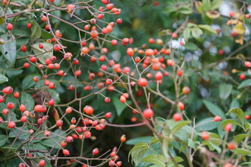 Autumn in Switzerland in the Forest