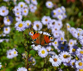 Schmetterling landet auf Aster - Pfauenauge 