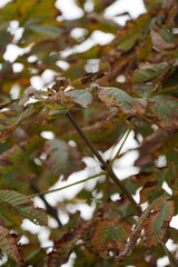 Autumn in Switzerland in the Forest