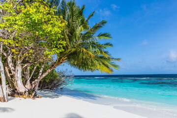 Fototapeta na wymiar Lush tropical greenery on a tropical island on the shore of a blue water lagoon in the Maldives