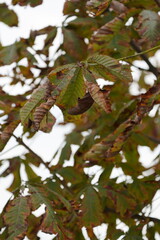 Autumn in Switzerland in the Forest