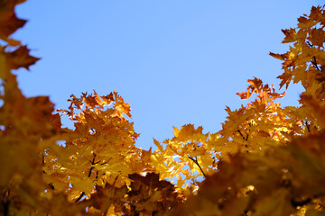 Yellowed autumn maple foliage against blue sky.