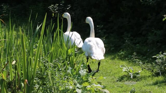 Tundra Swans walking in unison around a field
