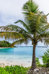 Fototapeta na wymiar Palm trees in the Maldives