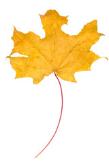 Dry yellowed autumn maple leaf on a white background, isolate.