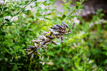 Naklejka na ściany i meble Dried pods of Vicia orobus, is a species of leguminous plant in the genus Vicia, known as wood bitter-vetch.