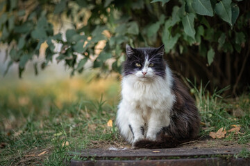 Naklejka na ściany i meble A beautiful black and white cat sits on a sewer manhole in the park.