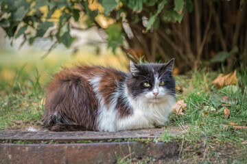 A beautiful black and white cat sits on a sewer manhole in the park.