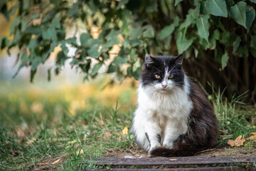 Naklejka na ściany i meble A beautiful black and white cat sits on a sewer manhole in the park.