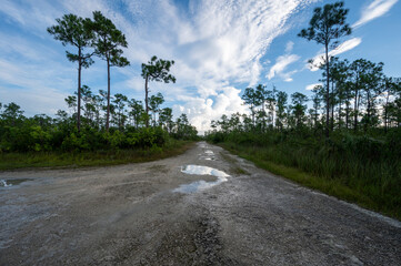 Fototapeta na wymiar Pine Glades Lake road in Everglades National Park, Florida under sunny summer cloudscape.